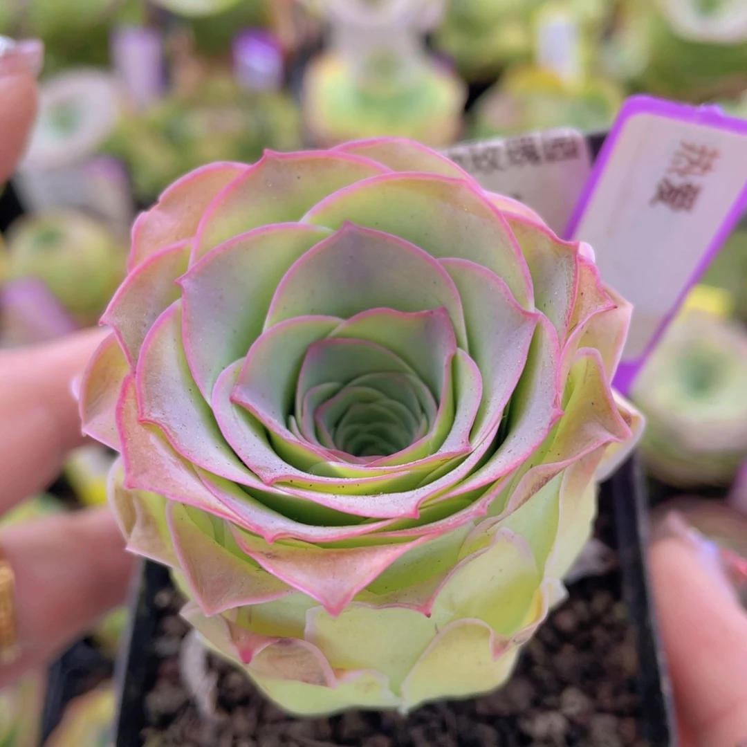 热爱玫瑰一物一拍467