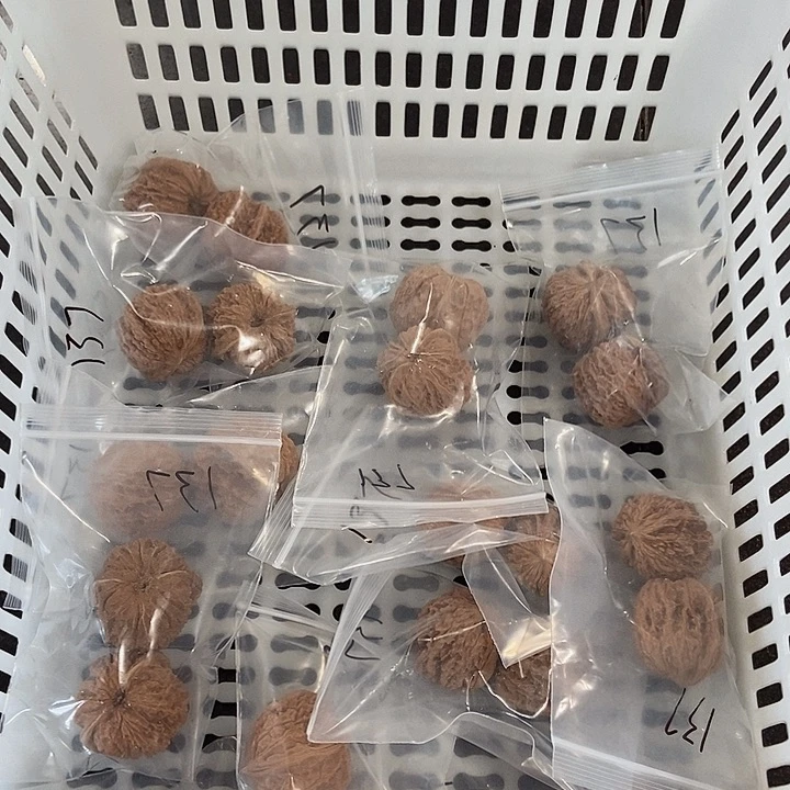 吊坠文玩核桃137