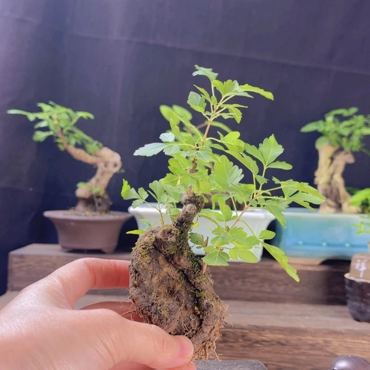 全部花朵12345678