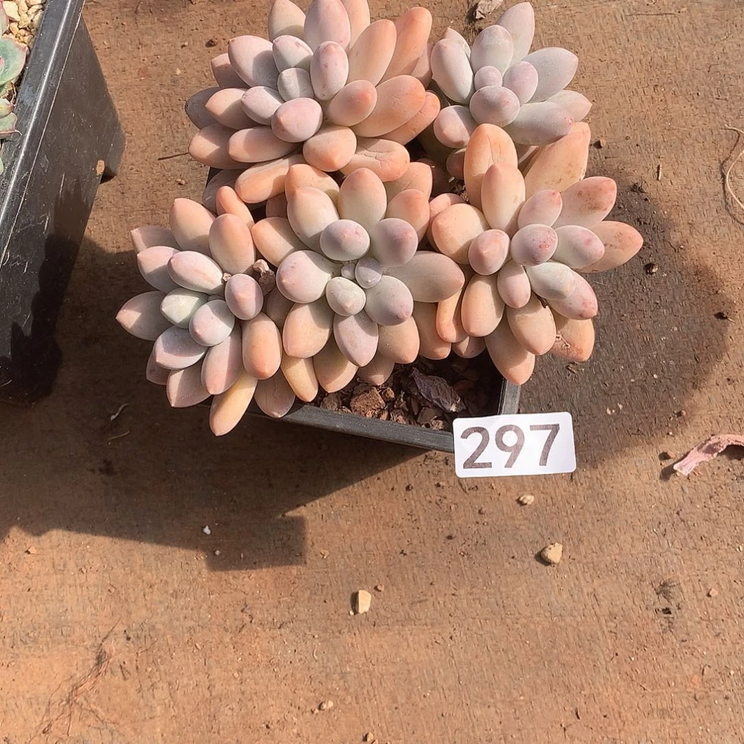 297 一物一拍多肉