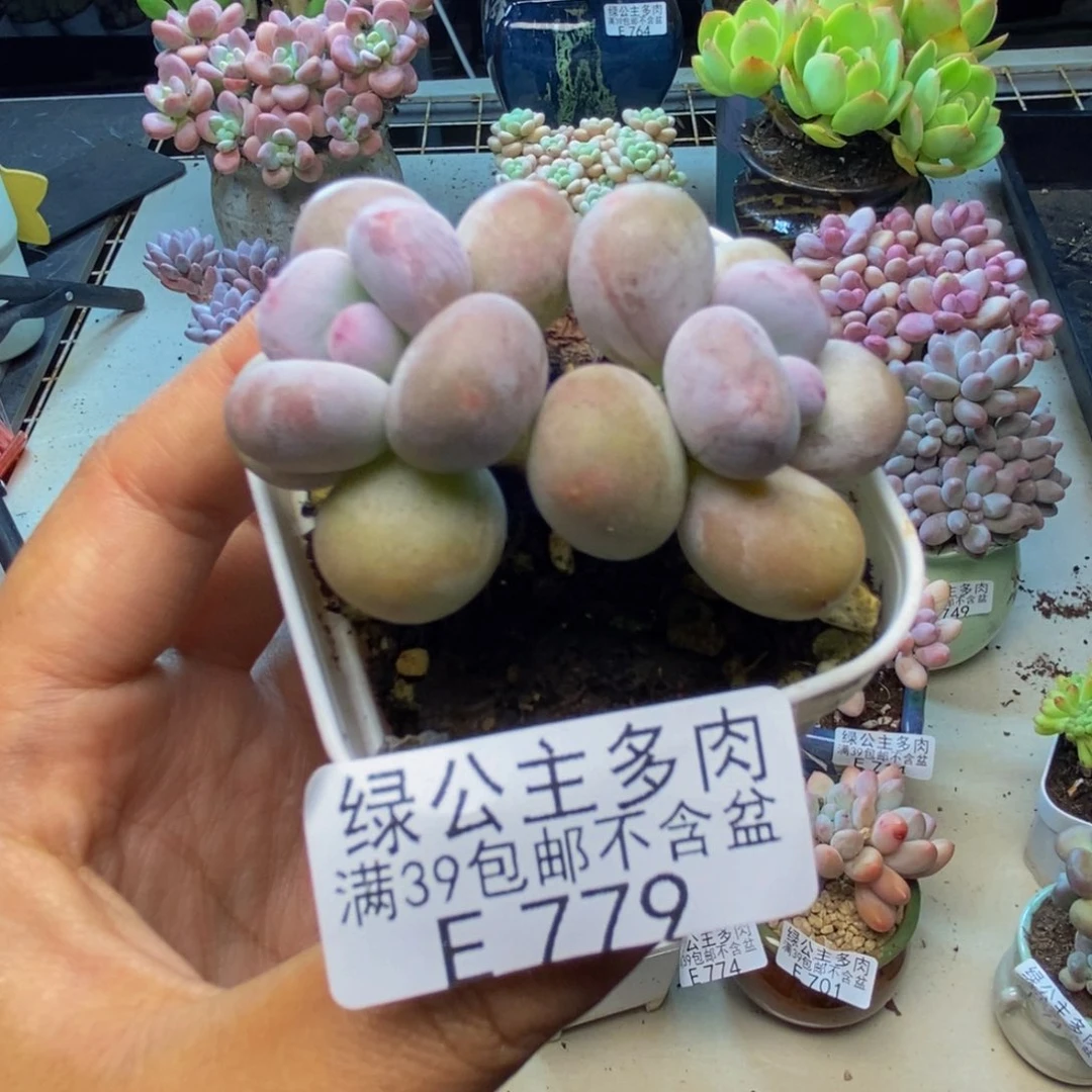 779糖豆奶多肉4c m m