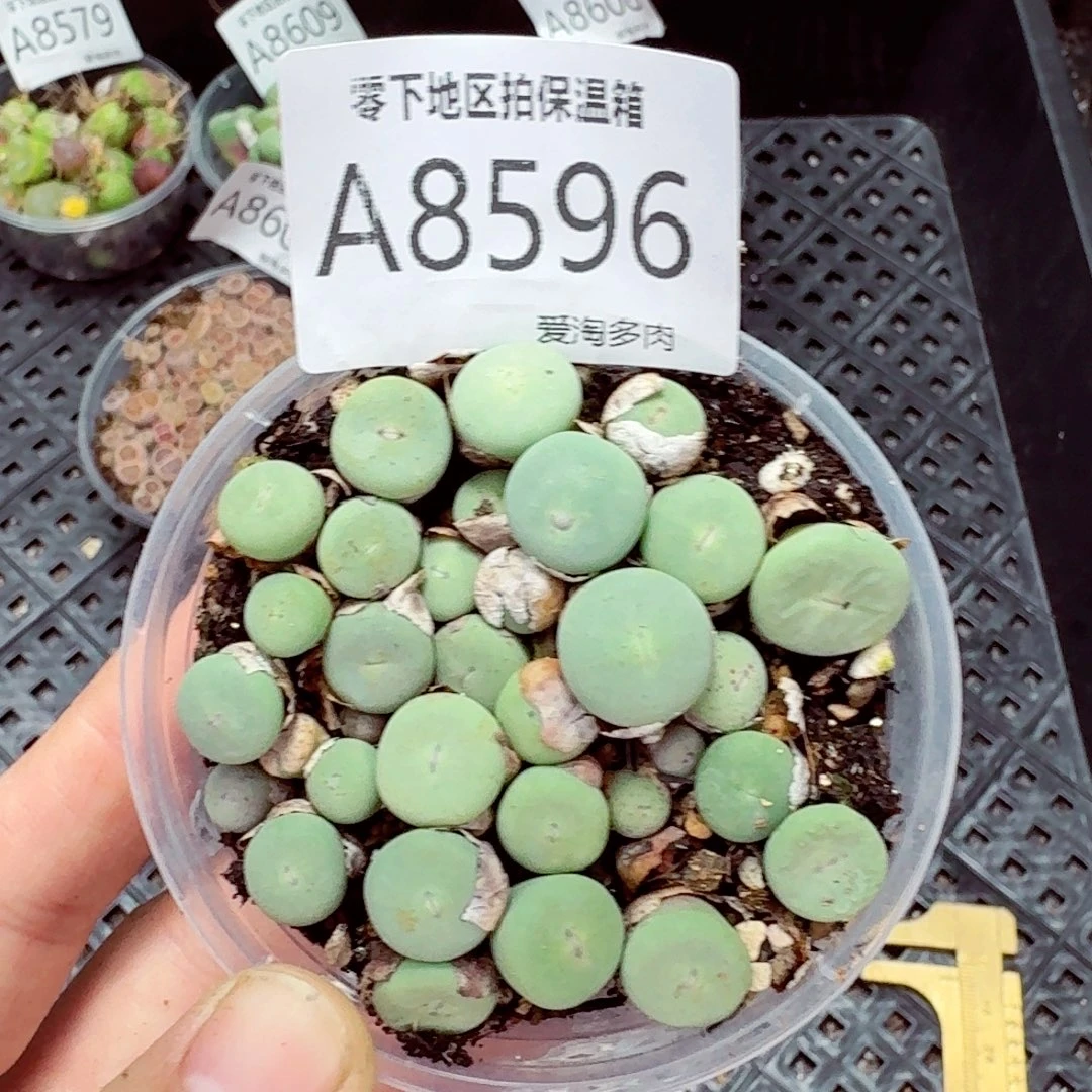 8596––零下地区需拍保温箱