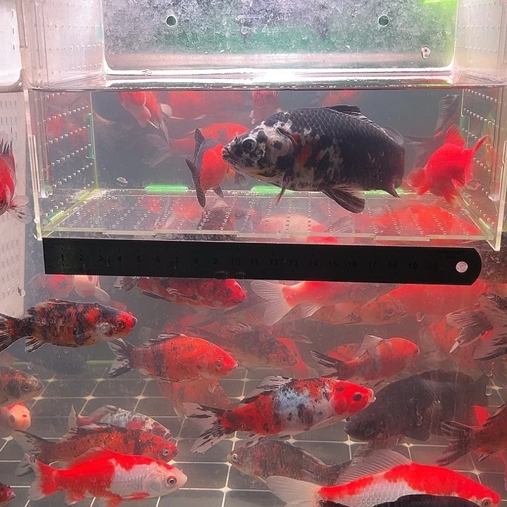 金鱼包邮12345678
