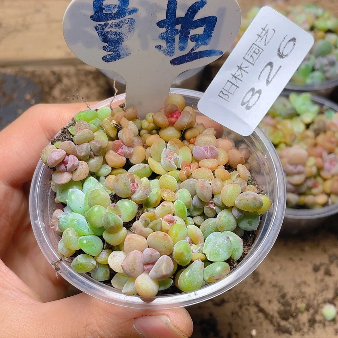 量拍多肉植物多肉植物826