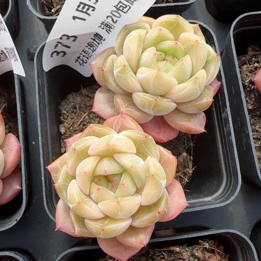 花语逸镜0130-373