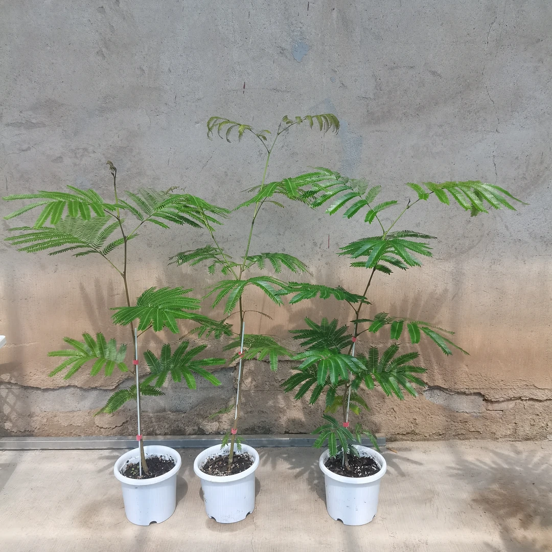 直播一物一拍密叶猴耳环室内好养绿植盆栽