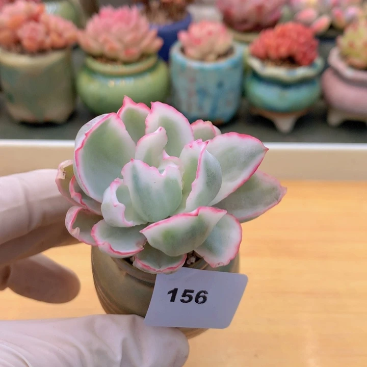 一物一拍满38包邮 156