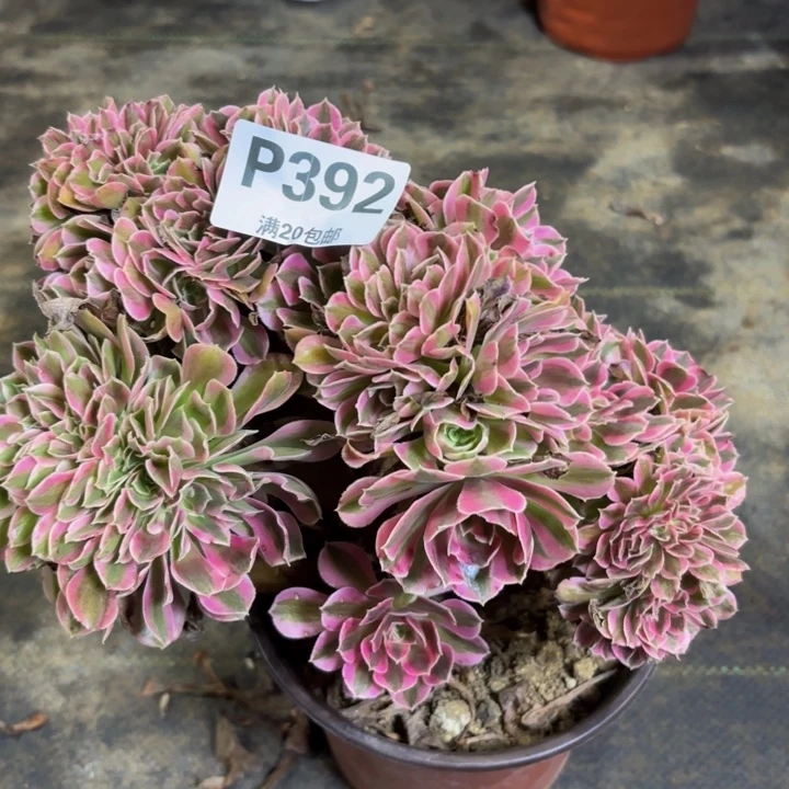 瑞妈多肉植物392.