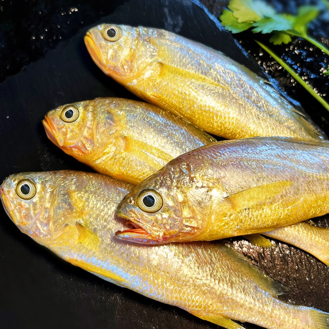 舟山小黄鱼 新鲜热气  野生细麟 拍3斤赠1斤  大规格 零冰衣 现捕现捞   舟山发货 顺丰包邮 冰鲜到家 明日达