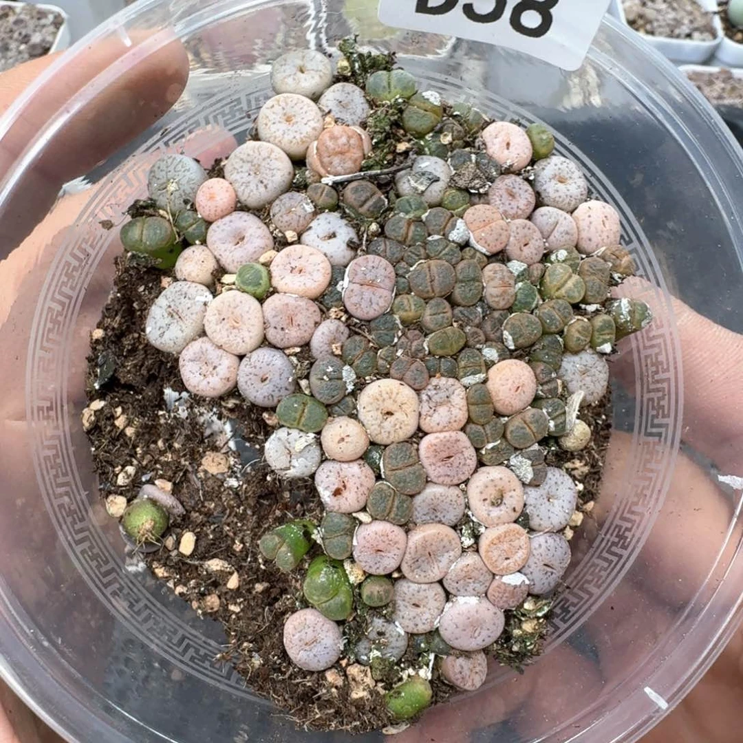 D58。C309A拿铁一大盒