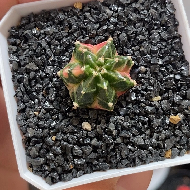 泰系侧芽——元旦福利9