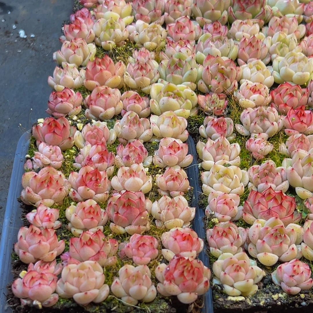 287多肉植物量拍一盒保底24颗