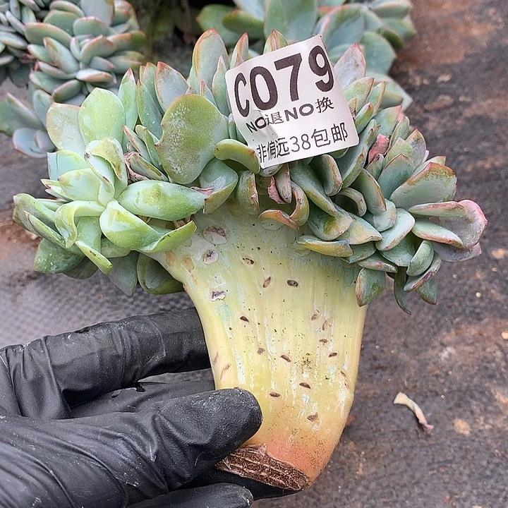 白凤缀化 097 满百送可爱玫瑰缀化