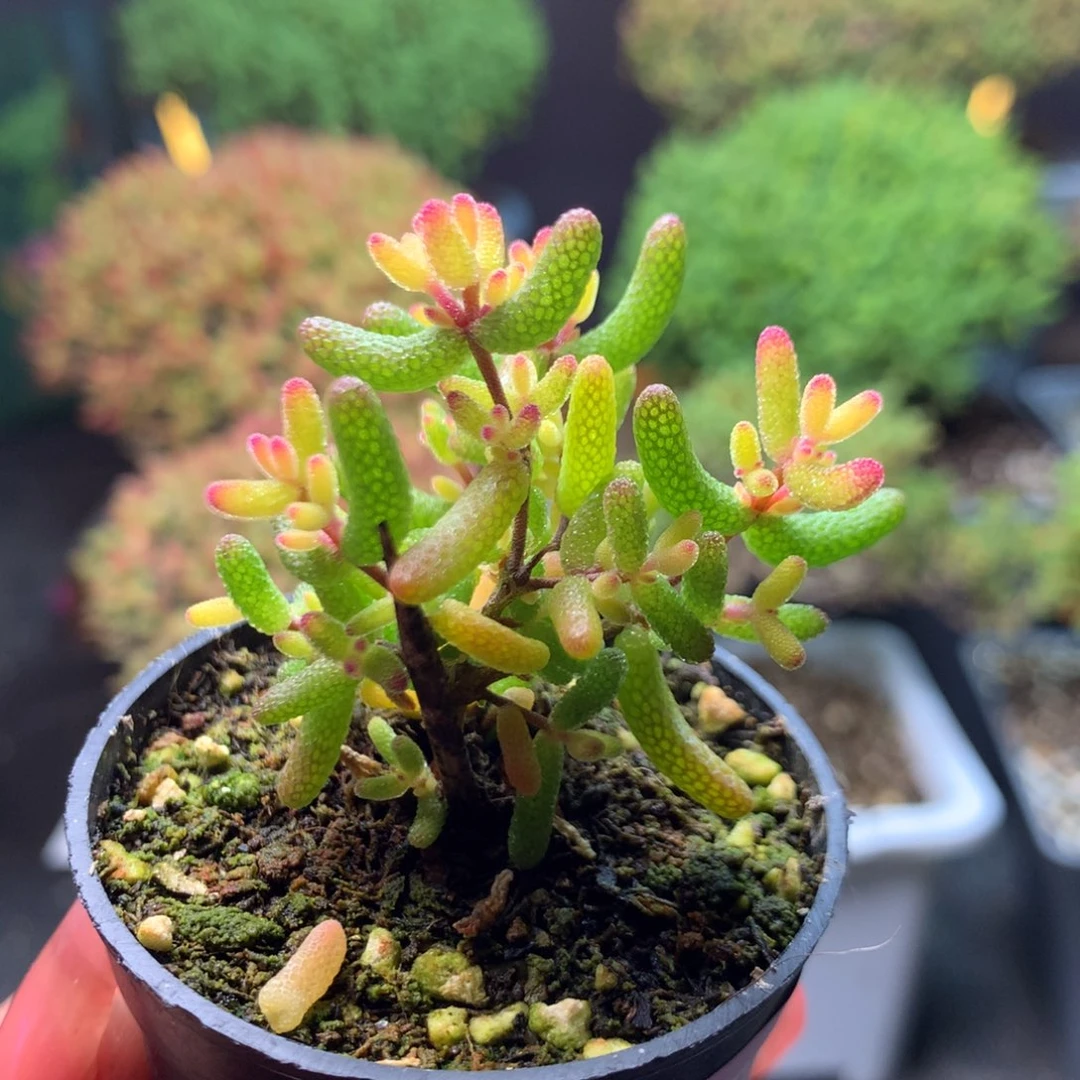 567糖球粉锦