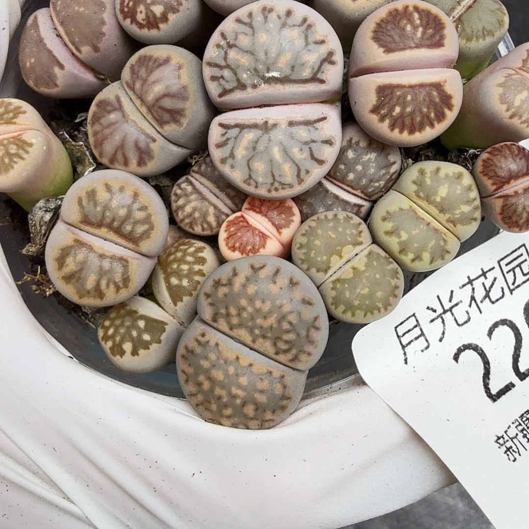 哈哈笑不出话就笑220好