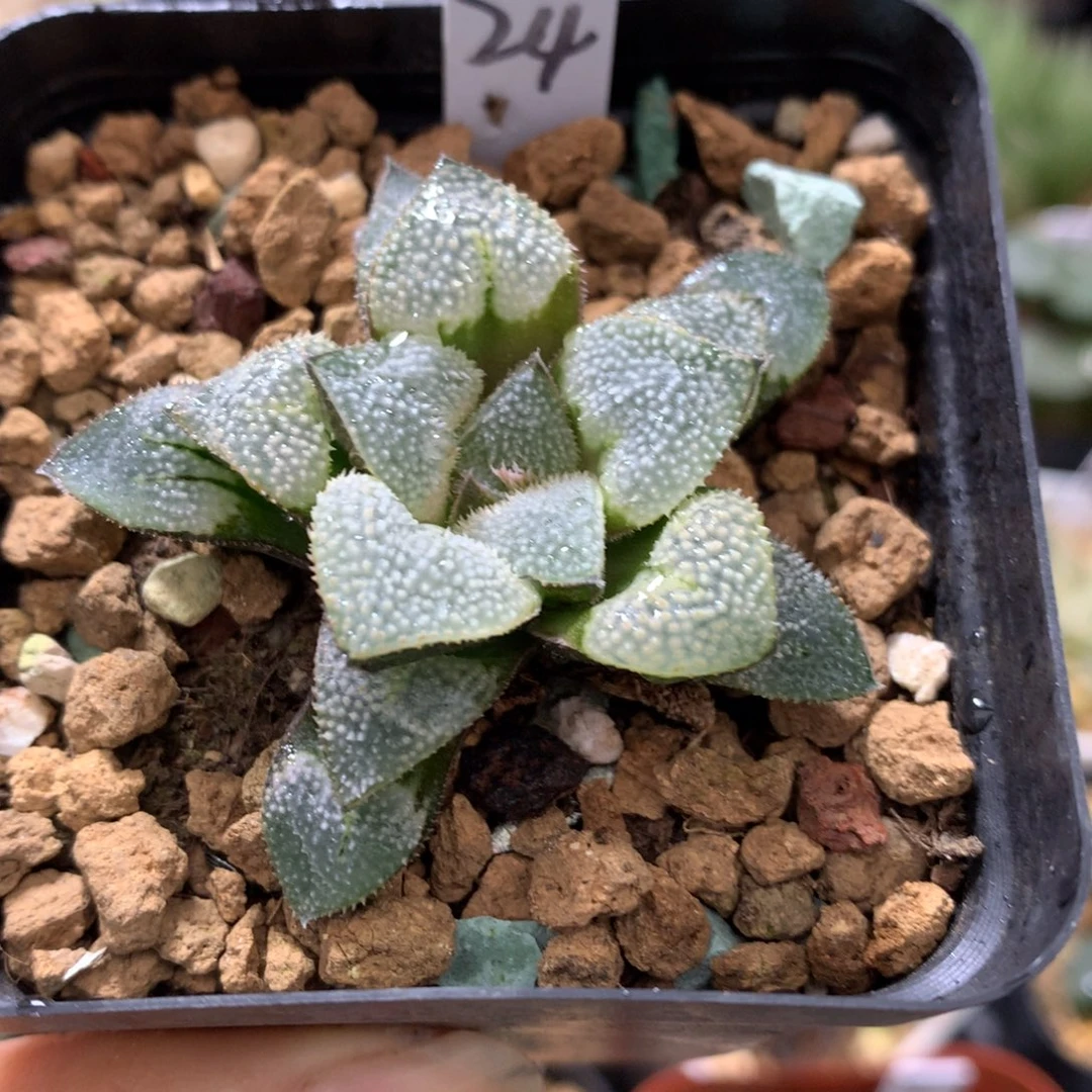 哈***爷实生寿，带盆发货了