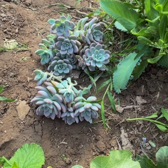 烟*可洛因多肉植物。