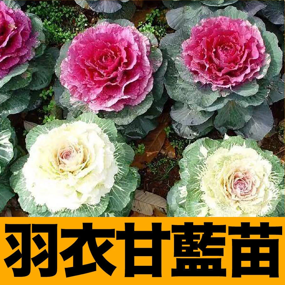 羽衣甘蓝粉羽衣甘蓝苗冬天耐寒花卉室外盆栽花可食用可欣赏绿化苗