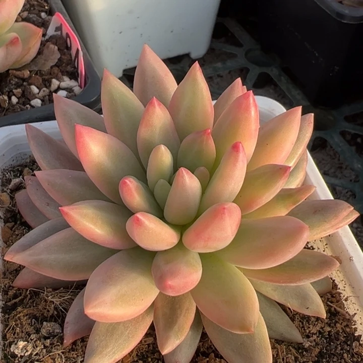 红蜻蜓锦一物一拍锦龙