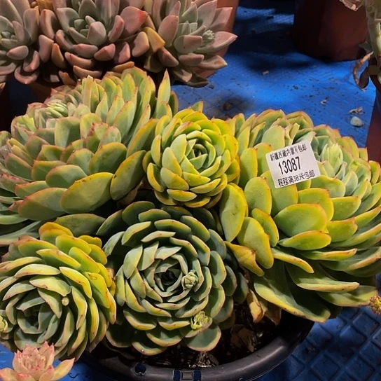 若****见晨露13087多肉