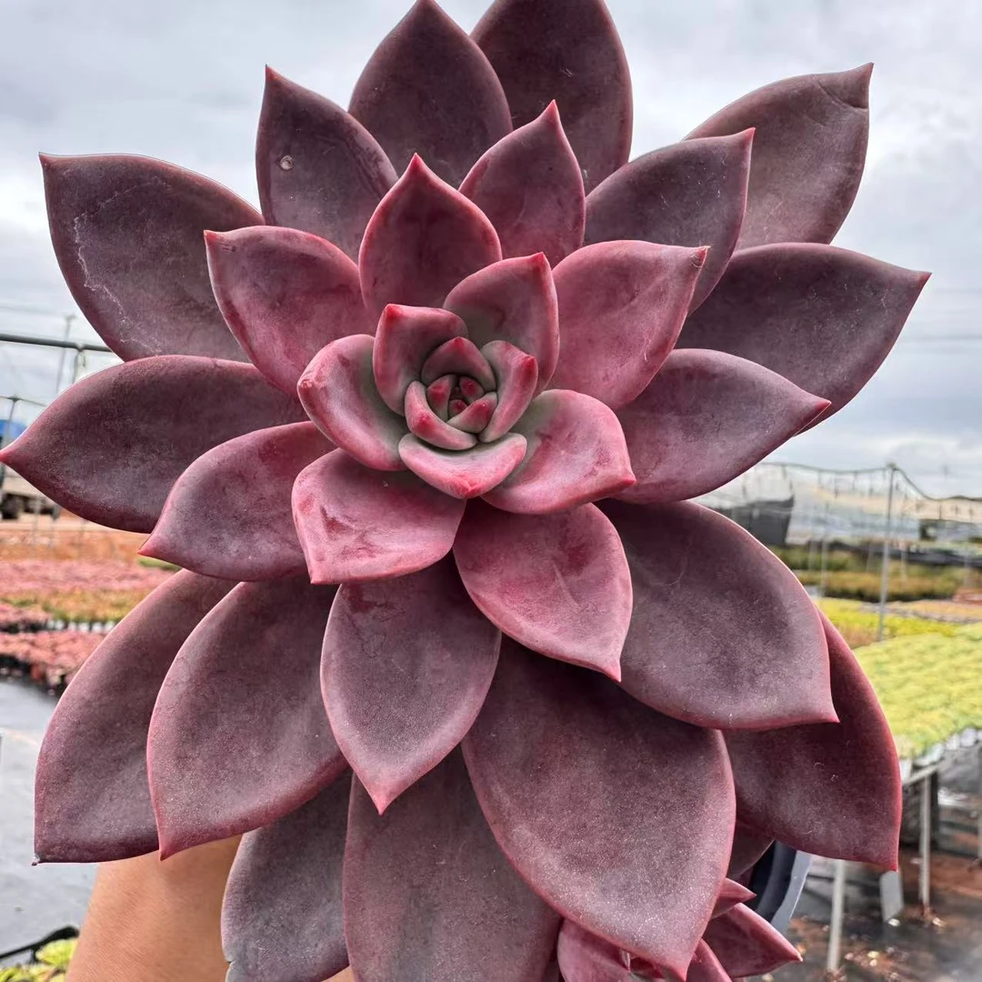 云漫多肉  盆栽红糖卡 植物冠幅14cm左右 多肉植物