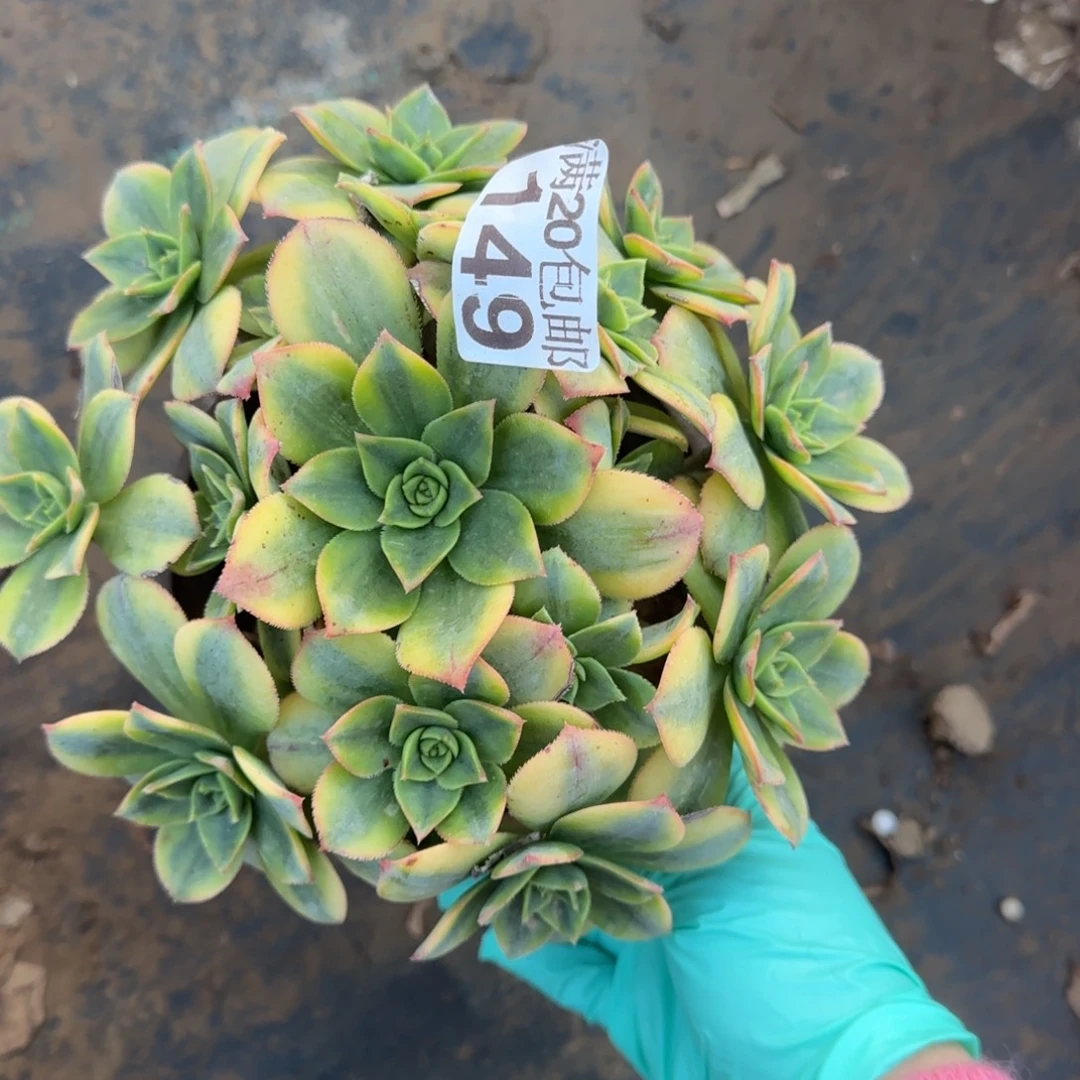 星爆149满20包邮断枝不包