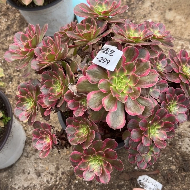 安娜多肉植物大手捧299