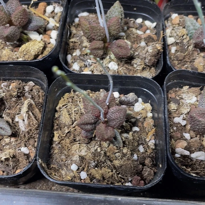 荔枝皮水泡带哦土发货