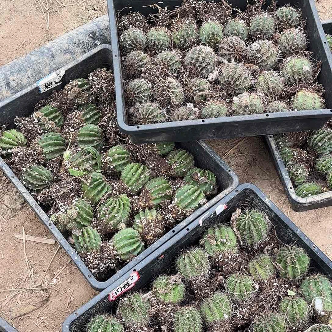 带根10品种3-4-5 公分20包邮瑕