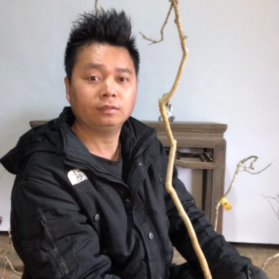 盆景素材盆栽绿植