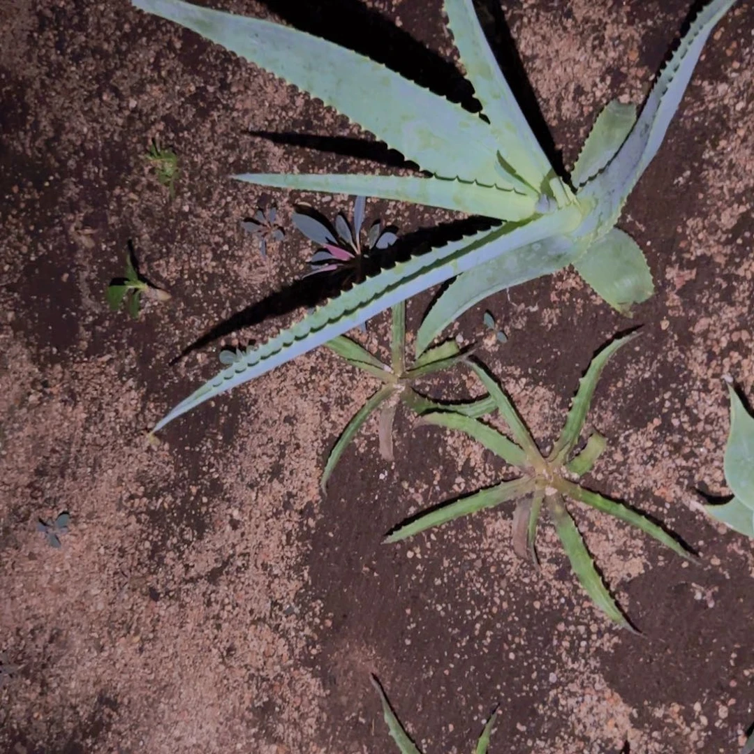 填***字块根植物块根植物