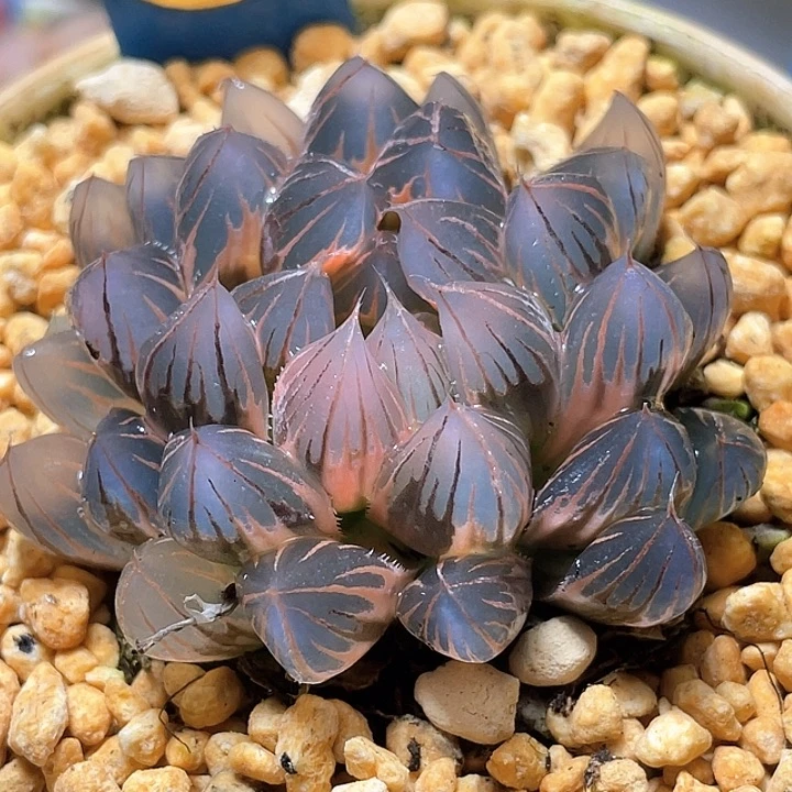 658糊斑霓虹灯锦母本级别