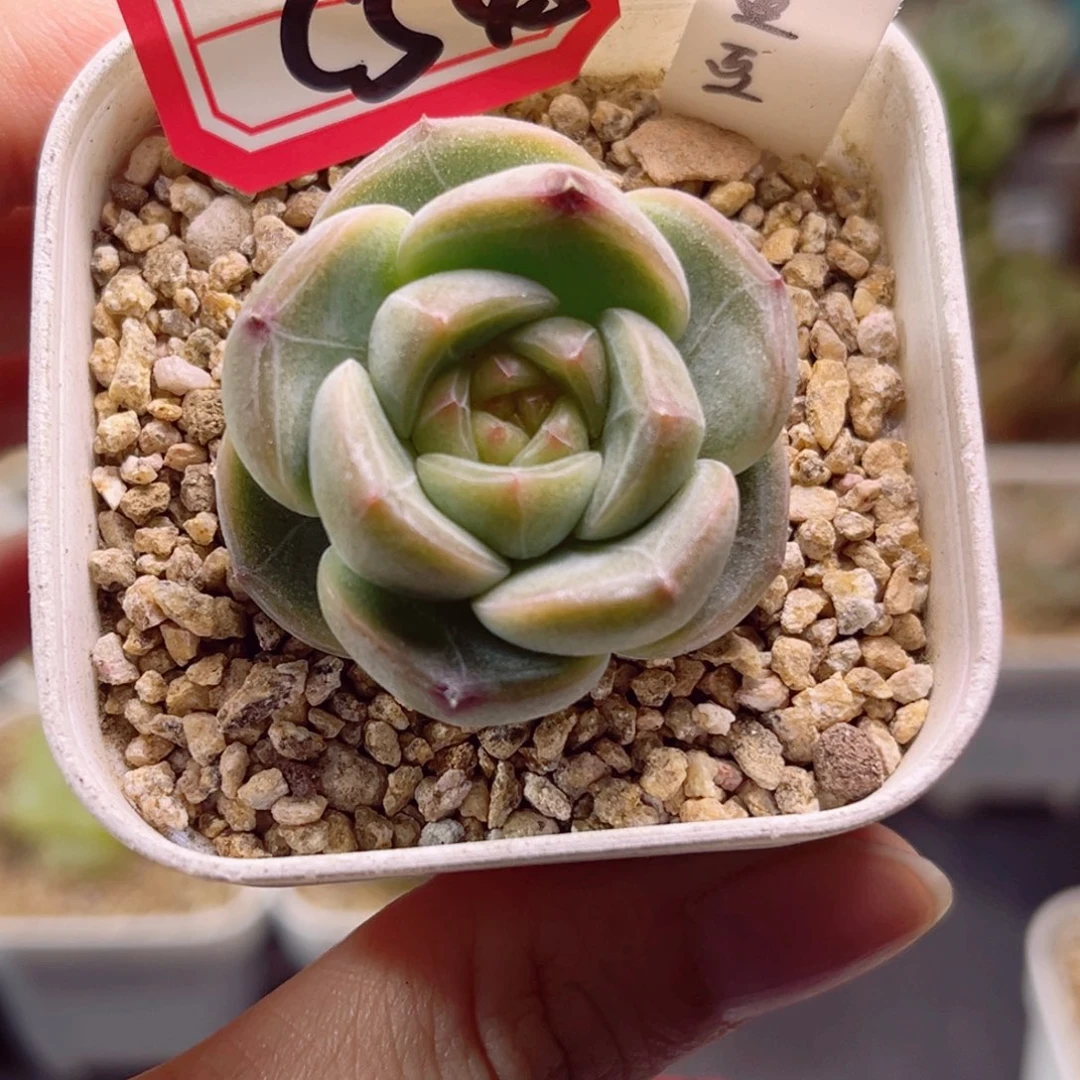 C545一物一拍 18包邮黑眼豆豆