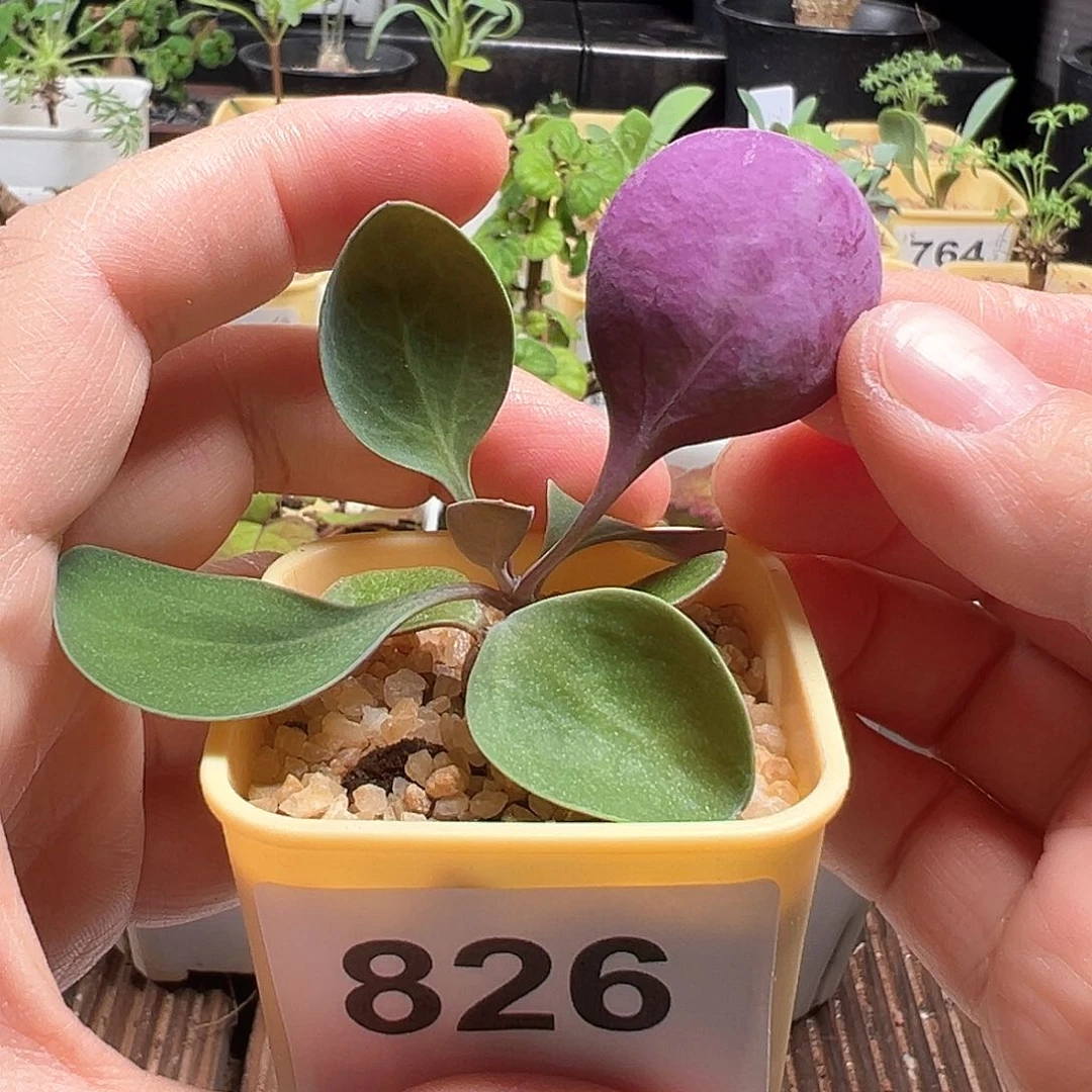 美尻厚敦菊带盆发货