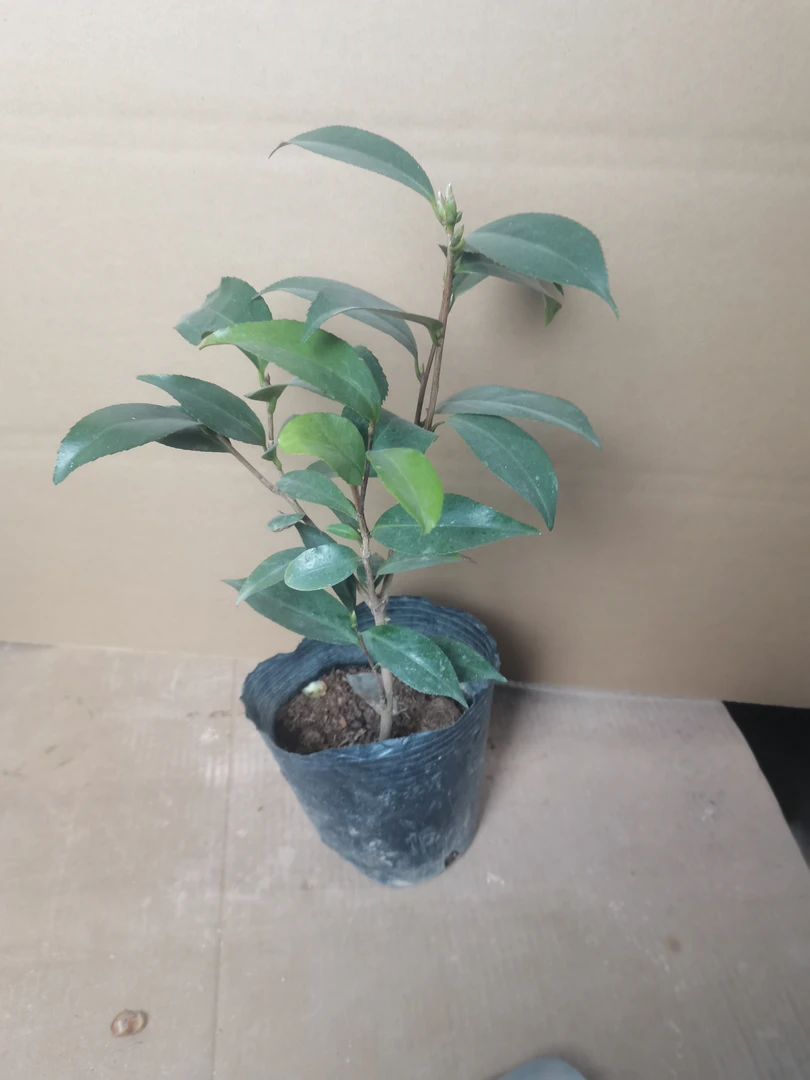 山茶花品种苗