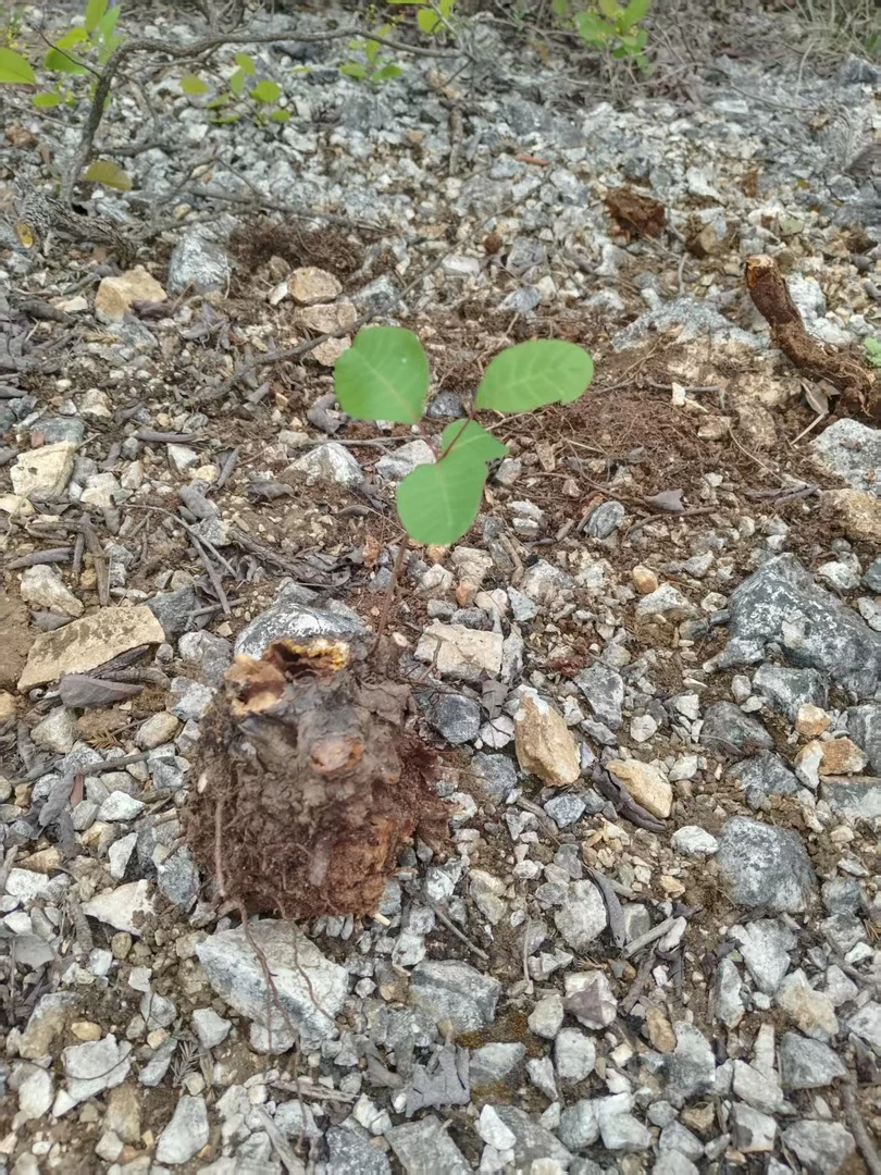 黄栌盆景素材，，图片仅供参考