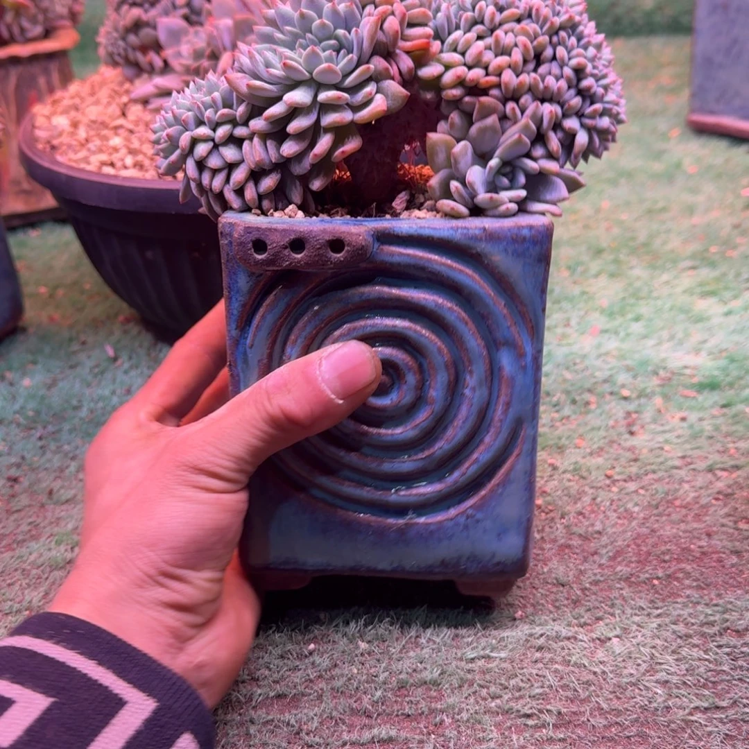 星影树缀无砍多肉