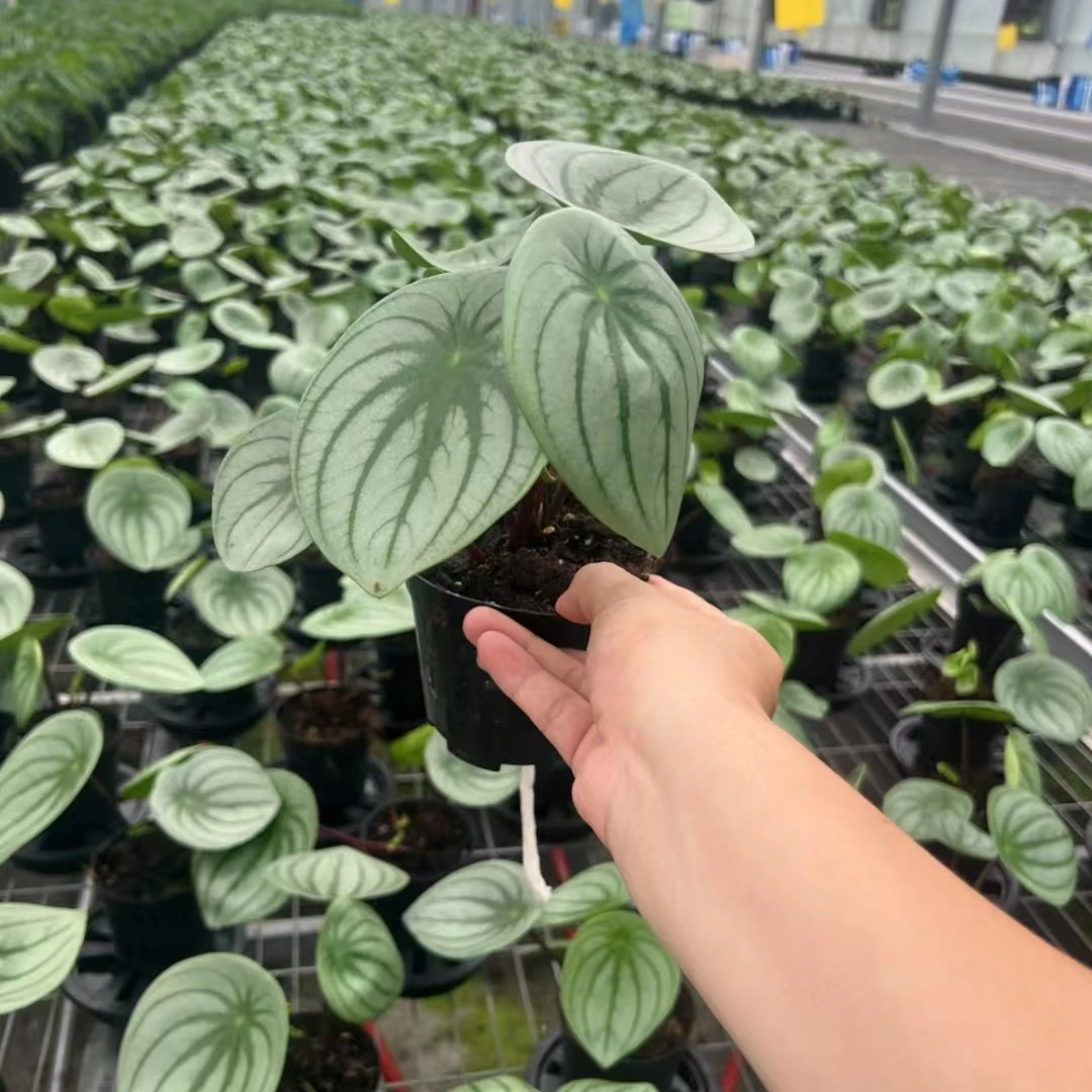 麒麟瓜椒草室内观叶绿植耐阴好养