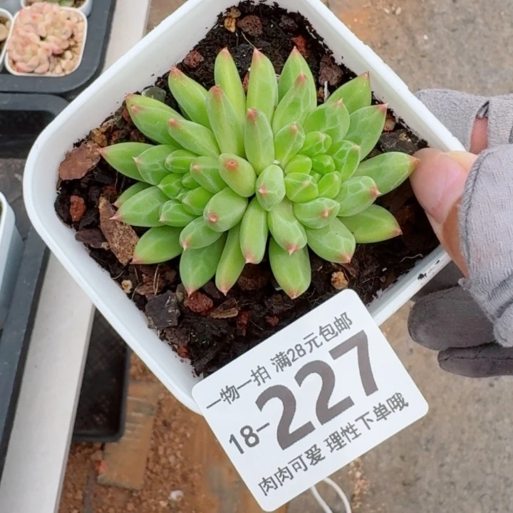 甲骨文无盆土发货多肉多