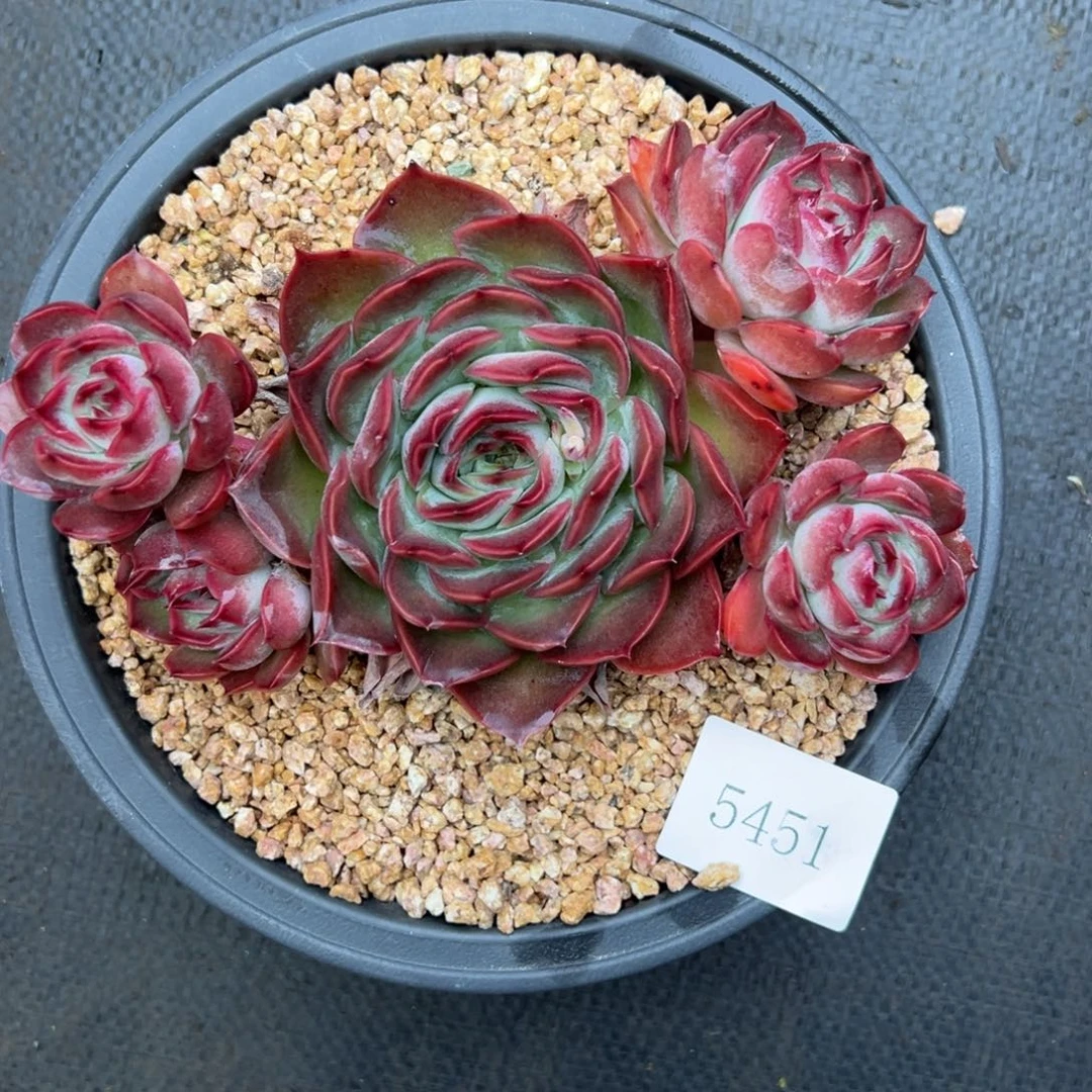 依*5451肉肉肉肉肉肉肉肉