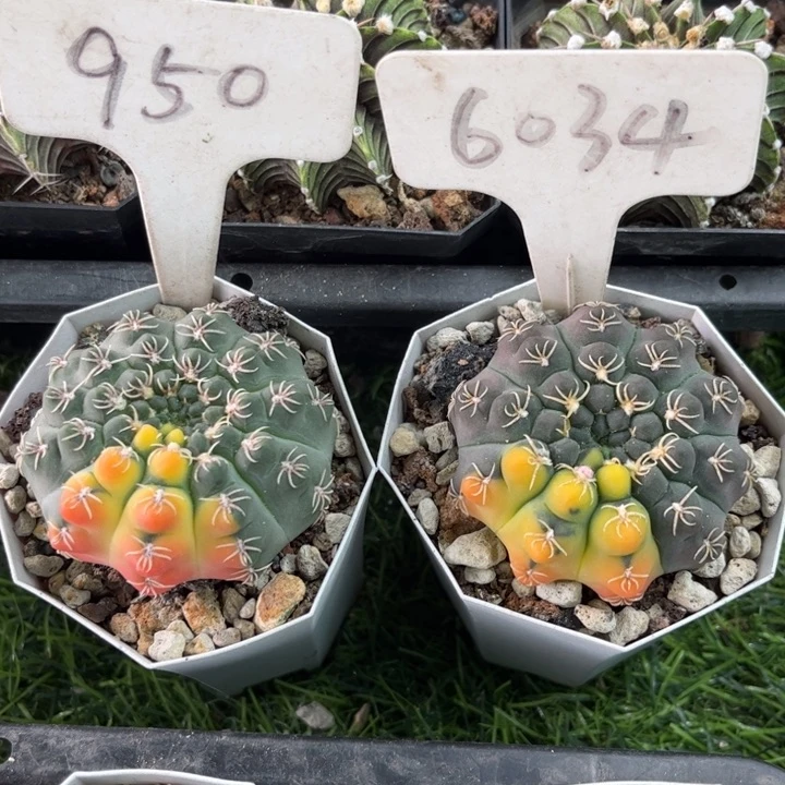 桃***旧950 6034实生瑞昌玉锦