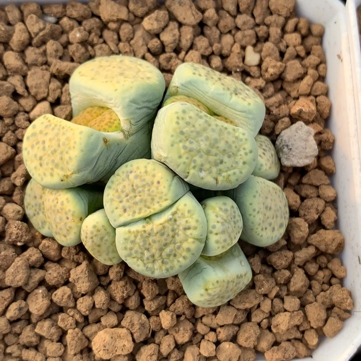 精品多肉植物精品变异