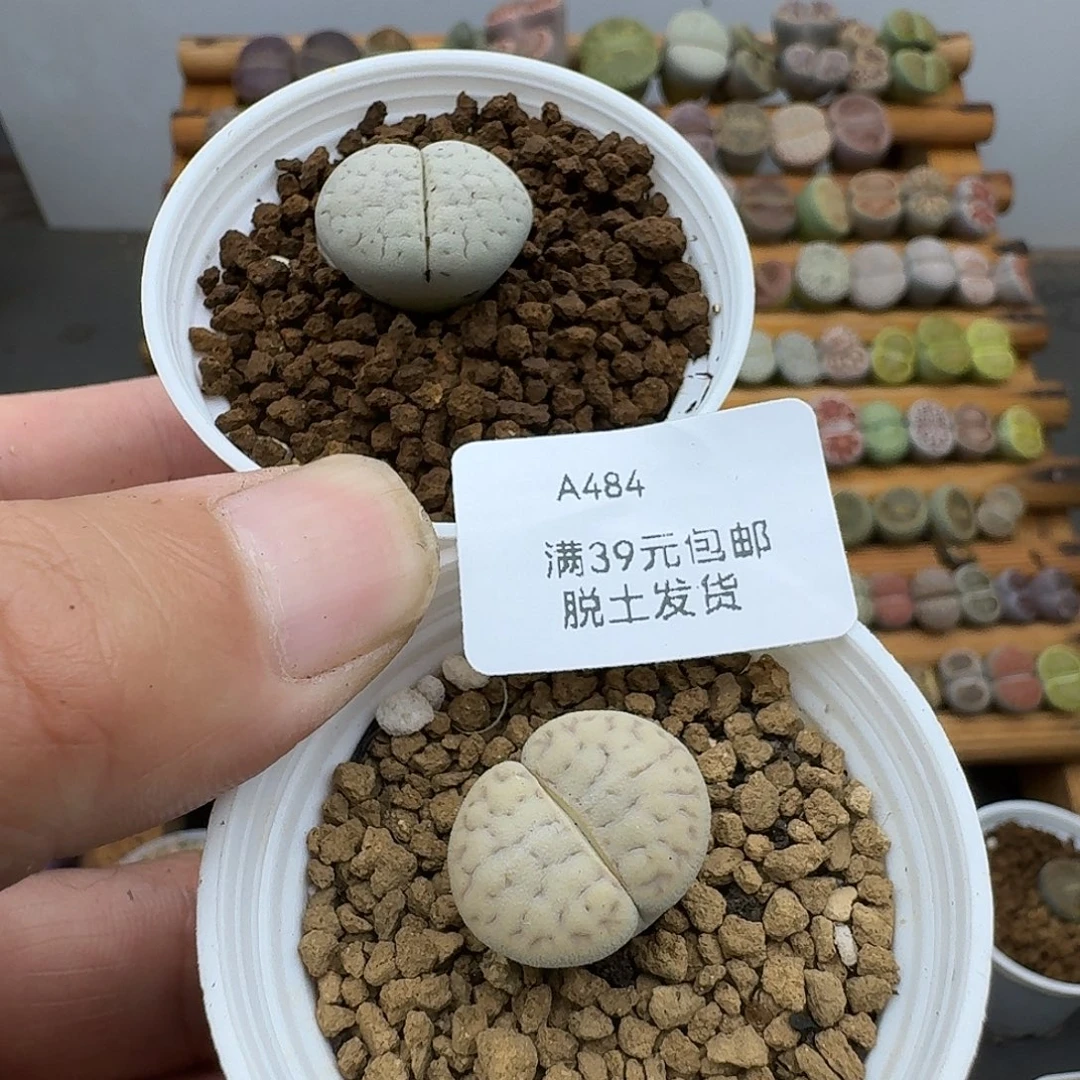 474多肉哈哈哈哈哈哈哈