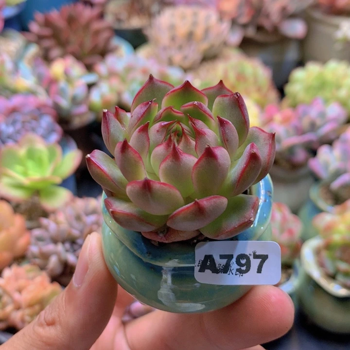 一物一拍含盆土满38包邮A797