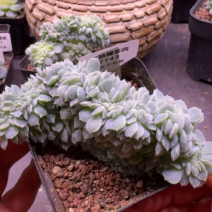7743 纸鸢缀化一物一拍7cm盆