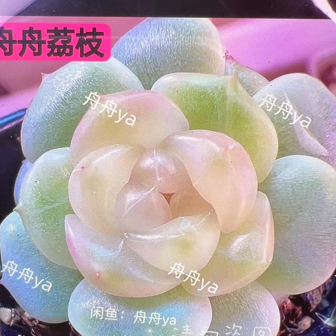 荔枝甜心状态图。