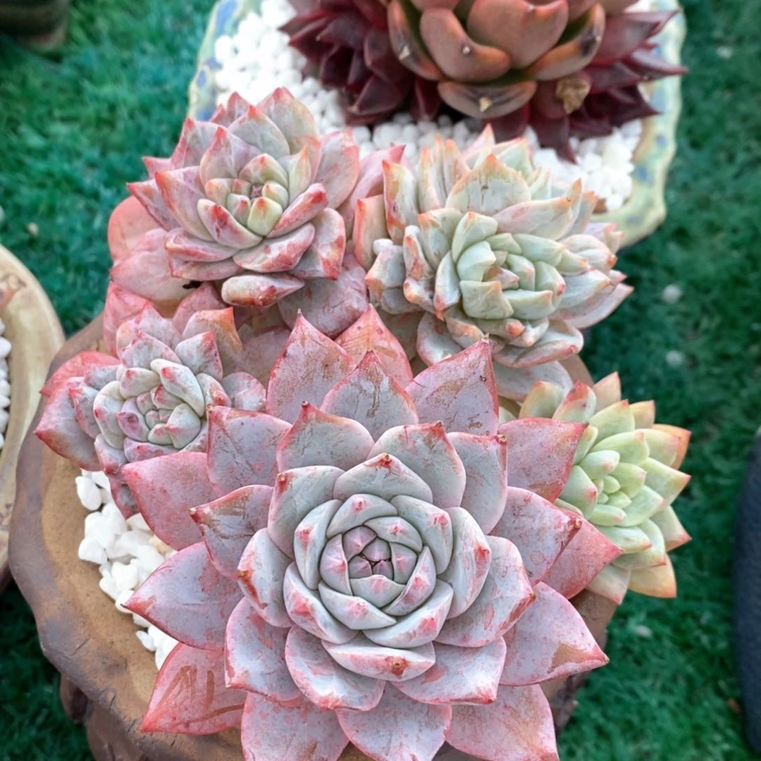 粉蓝鸟石化多肉植物盆栽