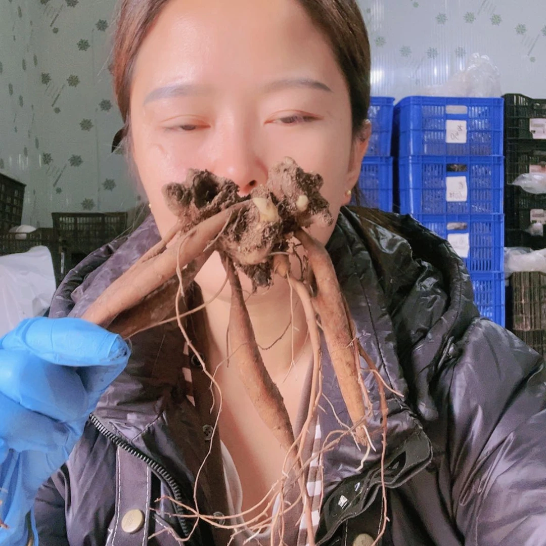 【闪购商品】无花朵黛安娜