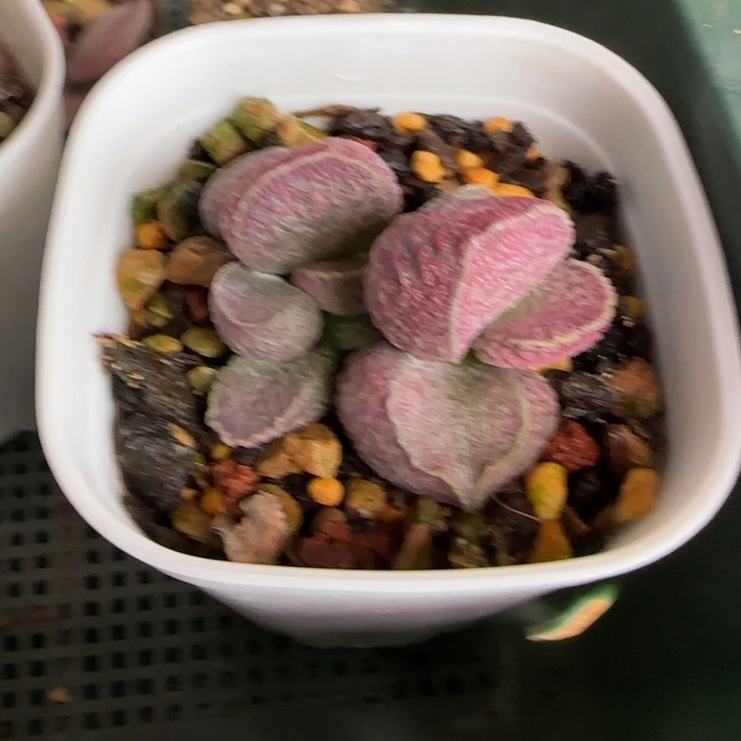 幽****哈默猪肝多肉水泡