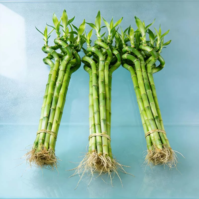 转运竹花卉带根须室内水培招财竹绿植水培龙竹水竹大号富贵竹弯竹